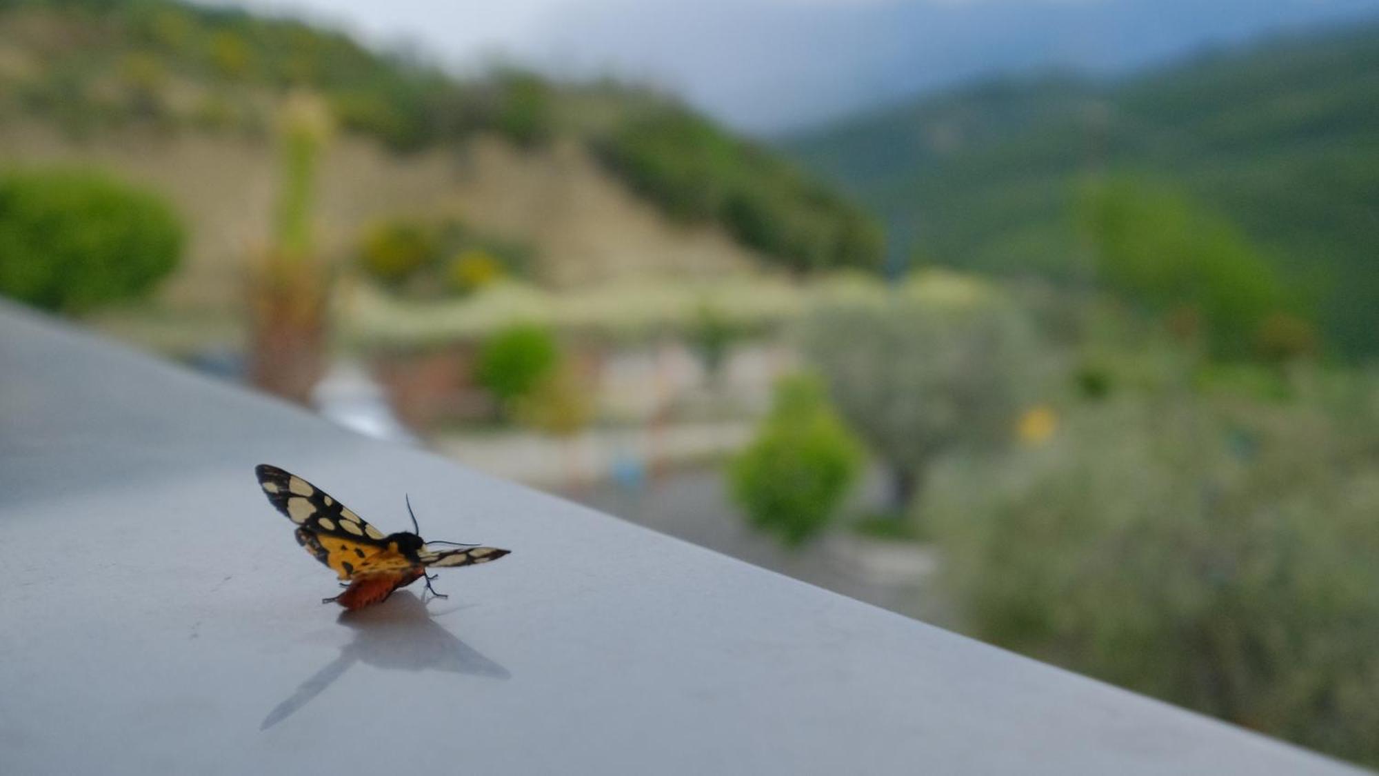 Salillari Guest House เบราท ภายนอก รูปภาพ